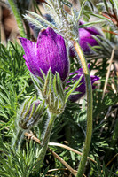 Pasque Flower 64 - April 29, 2025 - Ponca State Park Nebraska