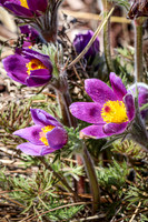 Pasque Flower 65 - April 29, 2025 - Ponca State Park Nebraska