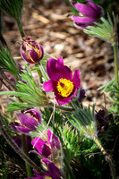 Pasque Flower 66 - April 29, 2025 - Ponca State Park Nebraska