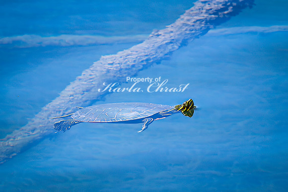Painted Turtle 32 - April 29, 2025 - Ponca State Park Nebraska