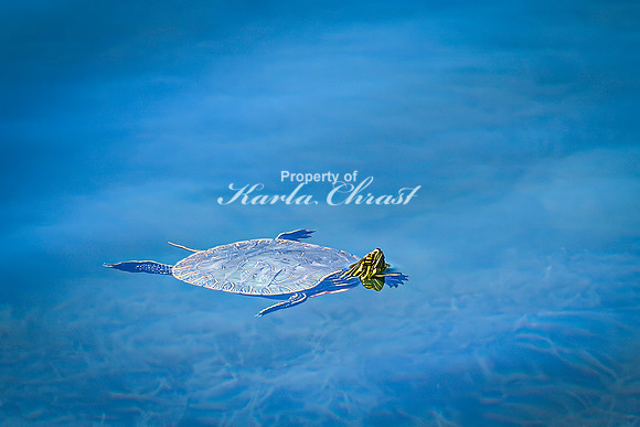 Painted Turtle 33 - April 29, 2025 - Ponca State Park Nebraska