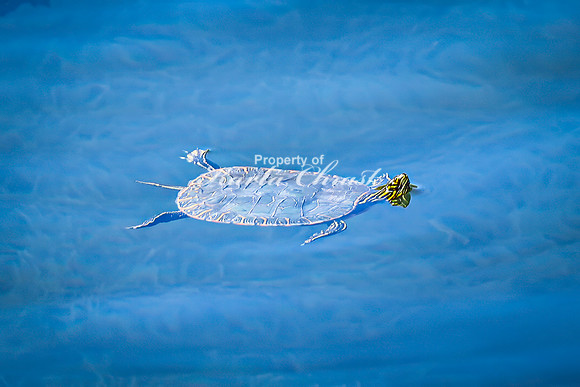 Painted Turtle 34 - April 29, 2025 - Ponca State Park Nebraska