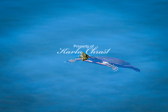 Painted Turtle 39 - April 29, 2025 - Ponca State Park Nebraska