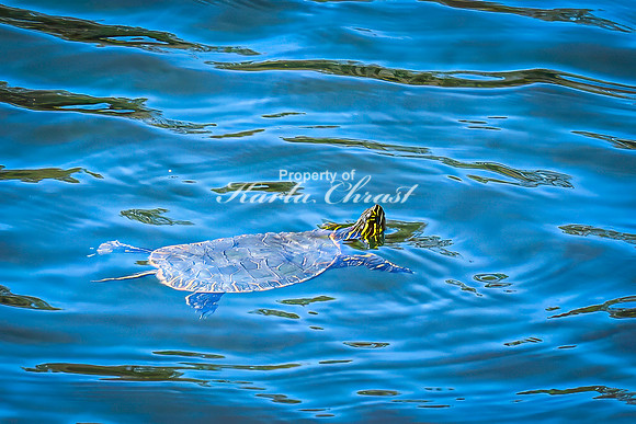 Painted Turtle 42 - April 29, 2025 - Ponca State Park Nebraska