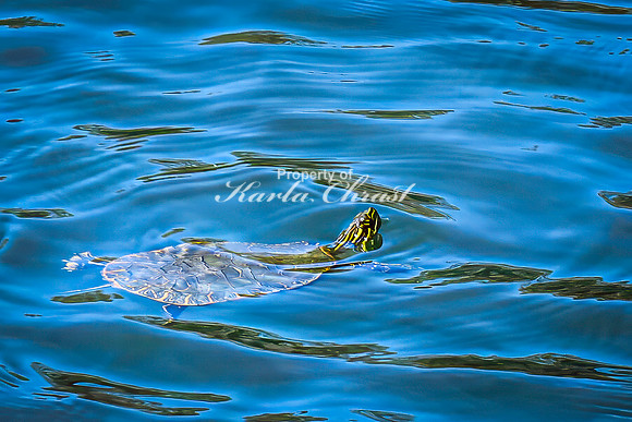 Painted Turtle 43 - April 29, 2025 - Ponca State Park Nebraska