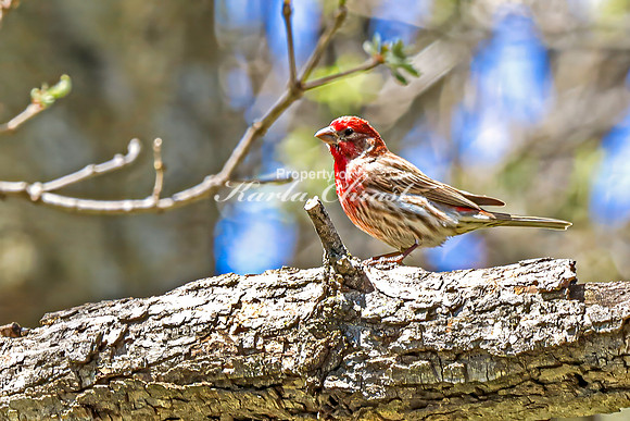 House Finch 29 - April 29, 2025 - Ponca State Park Nebraska