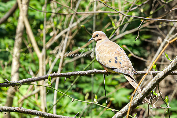 Mourning Dove 6 - April 29, 2025 - Ponca State Park Nebraska