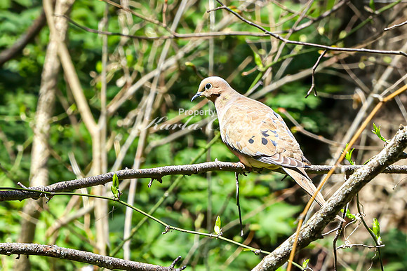 Mourning Dove 7 - April 29, 2025 - Ponca State Park Nebraska