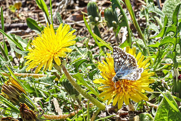 Common Checkered Skipper 16 - April 29, 2025 - Ponca State Park Nebraska