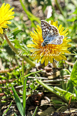 Common Checkered Skipper 17 - April 29, 2025 - Ponca State Park Nebraska
