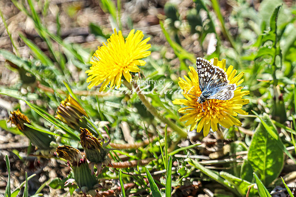 Common Checkered Skipper 18 - April 29, 2025 - Ponca State Park Nebraska