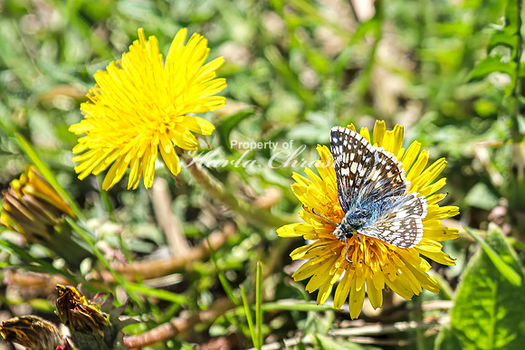 Common Checkered Skipper 19 - April 29, 2025 - Ponca State Park Nebraska