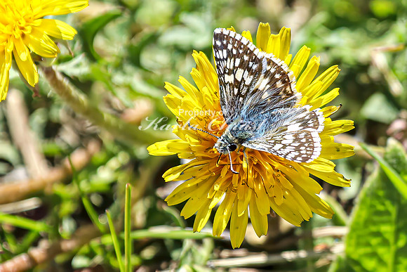 Common Checkered Skipper 22 - April 29, 2025 - Ponca State Park Nebraska