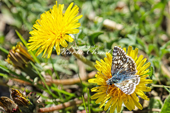 Common Checkered Skipper 21 - April 29, 2025 - Ponca State Park Nebraska