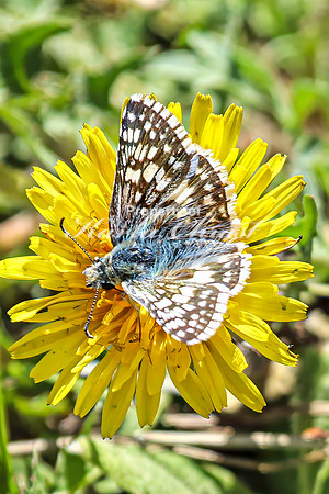 Common Checkered Skipper 20 - April 29, 2025 - Ponca State Park Nebraska