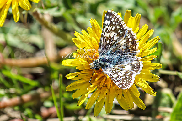 Common Checkered Skipper 23 - April 29, 2025 - Ponca State Park Nebraska
