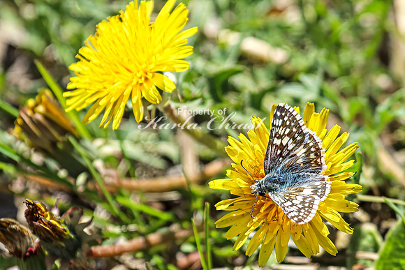 Common Checkered Skipper 24 - April 29, 2025 - Ponca State Park Nebraska