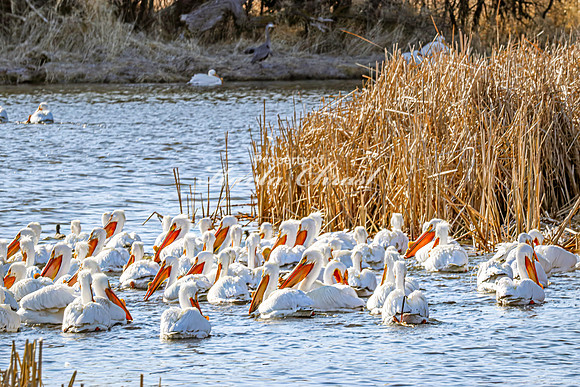 American White Pelican 17 - April 08, 2025 - Oakwood Lakes State Park South Dakota