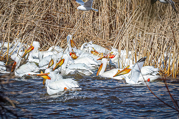 American White Pelican 18 - April 08, 2025 - Oakwood Lakes State Park South Dakota