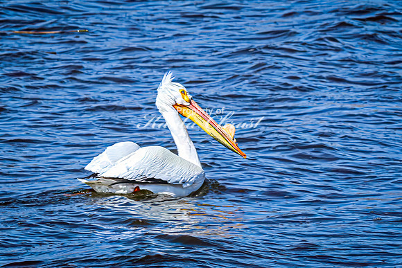 American White Pelican 19 - April 08, 2025 - Oakwood Lakes State Park South Dakota