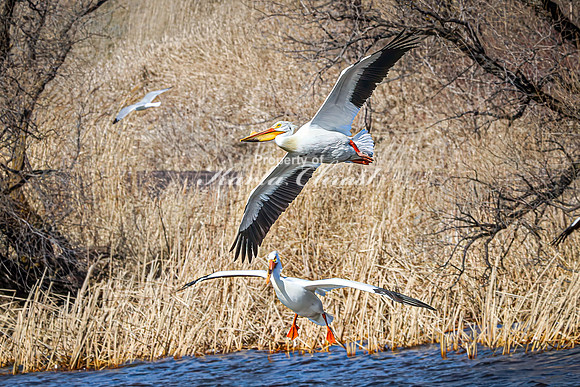 American White Pelican 20 - April 08, 2025 - Oakwood Lakes State Park South Dakota