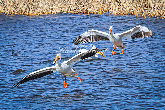 American White Pelican 21 - April 08, 2025 - Oakwood Lakes State Park South Dakota