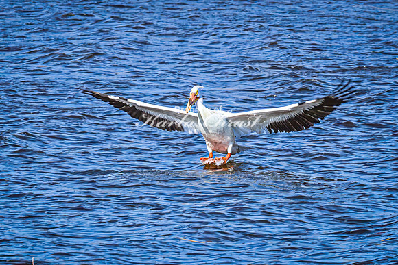 American White Pelican 22 - April 08, 2025 - Oakwood Lakes State Park South Dakota
