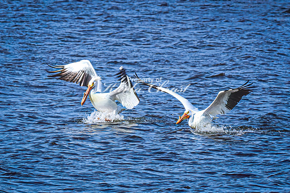 American White Pelican 23 - April 08, 2025 - Oakwood Lakes State Park South Dakota