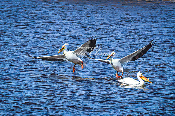 American White Pelican 24 - April 08, 2025 - Oakwood Lakes State Park South Dakota