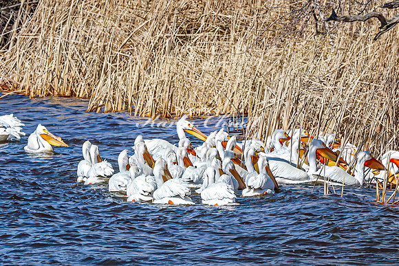 American White Pelican 25 - April 08, 2025 - Oakwood Lakes State Park South Dakota