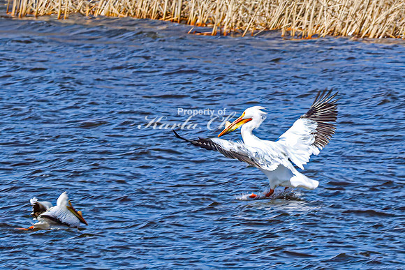 American White Pelican 26 - April 08, 2025 - Oakwood Lakes State Park South Dakota