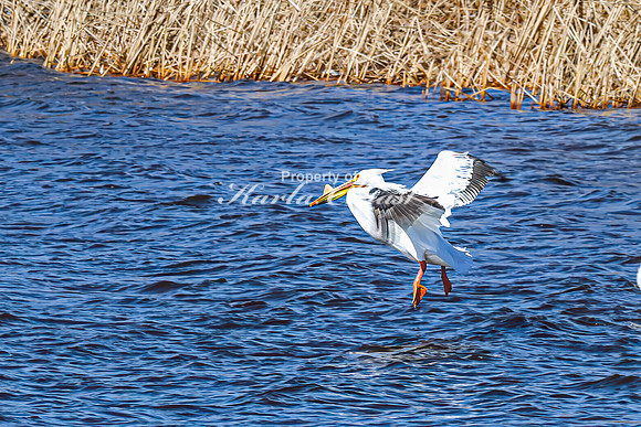 American White Pelican 27 - April 08, 2025 - Oakwood Lakes State Park South Dakota