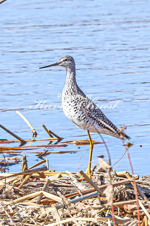 Greater Yellowlegs 67 - April 08, 2025 - Oakwood Lakes State Park South Dakota