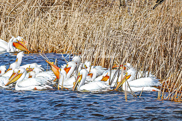 American White Pelican 28 - April 08, 2025 - Oakwood Lakes State Park South Dakota