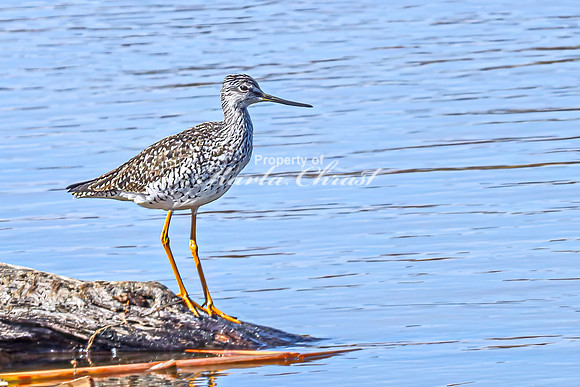 Greater Yellowlegs 68 - April 08, 2025 - Oakwood Lakes State Park South Dakota