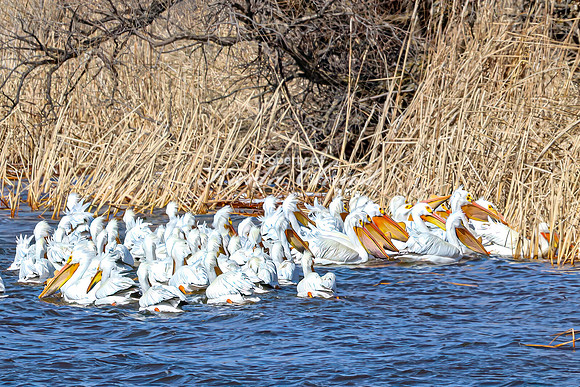 American White Pelican 29 - April 08, 2025 - Oakwood Lakes State Park South Dakota