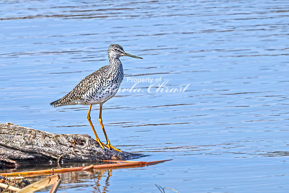 Greater Yellowlegs 69 - April 08, 2025 - Oakwood Lakes State Park South Dakota