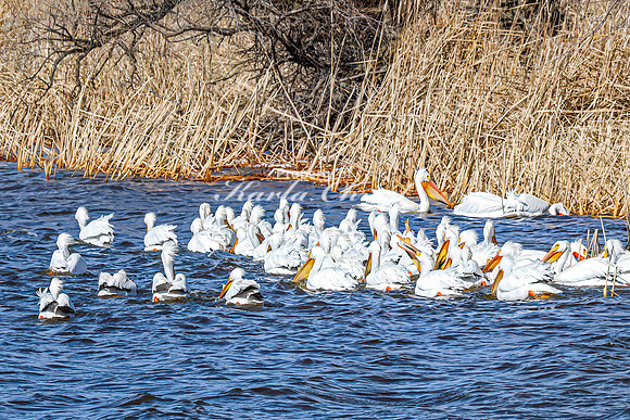 American White Pelican 30 - April 08, 2025 - Oakwood Lakes State Park South Dakota