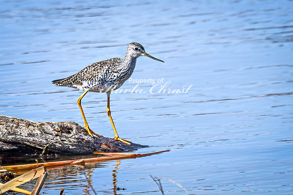 Greater Yellowlegs 70 - April 08, 2025 - Oakwood Lakes State Park South Dakota