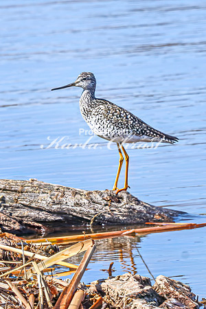 Greater Yellowlegs 71 - April 08, 2025 - Oakwood Lakes State Park South Dakota