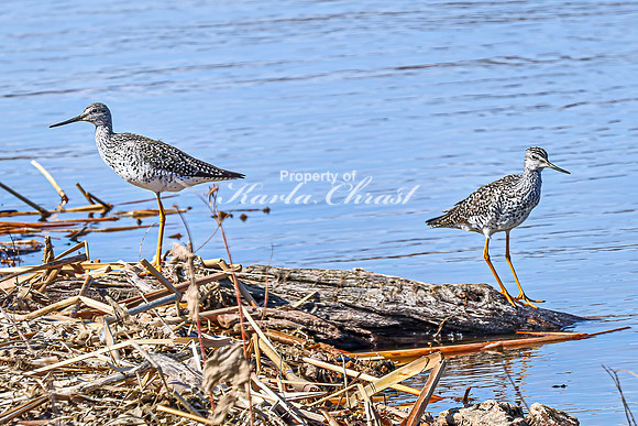 Greater Yellowlegs 72 - April 08, 2025 - Oakwood Lakes State Park South Dakota