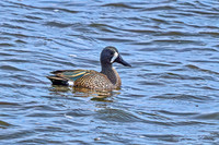 Blue-winged Teal 13 - April 08, 2025 - Oakwood Lakes State Park South Dakota