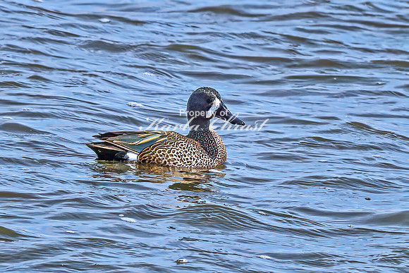 Blue-winged Teal 13 - April 08, 2025 - Oakwood Lakes State Park South Dakota