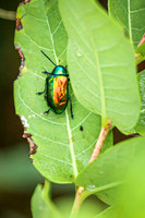 Dogbane Leaf Beetle 2 - August 27, 2024 - Casey Jones State Trail Minnesota