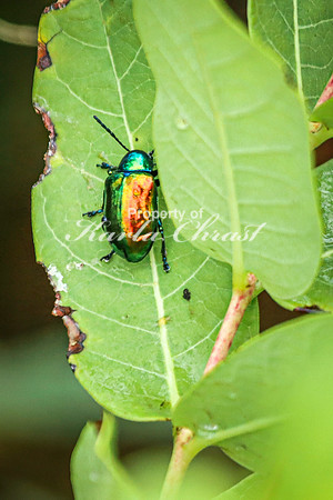 Dogbane Leaf Beetle 2 - August 27, 2024 - Casey Jones State Trail Minnesota