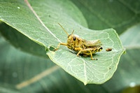 Grasshopper 4 - August 27, 2024 - Casey Jones State Trail Minnesota