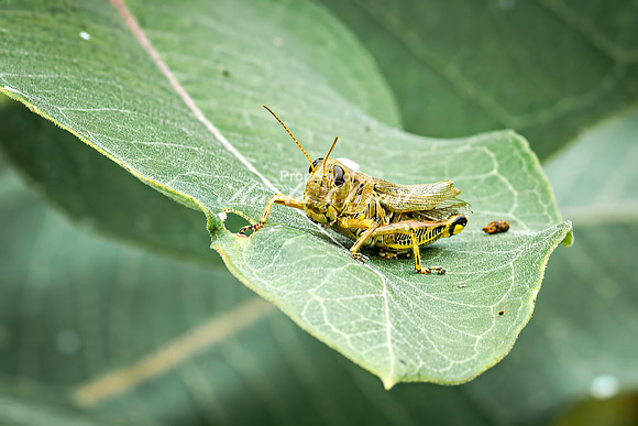 Grasshopper 4 - August 27, 2024 - Casey Jones State Trail Minnesota