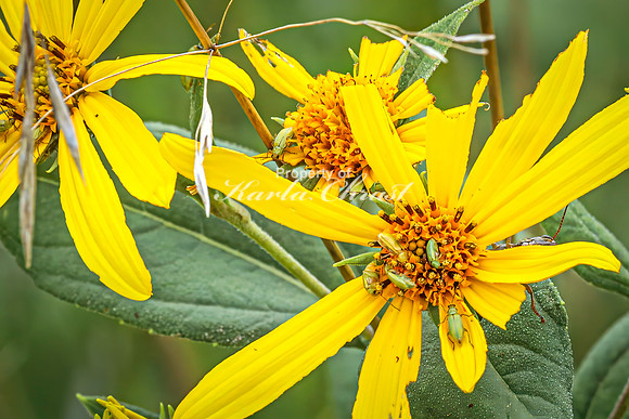 Northern Corn Rootworm Beetle 3 - August 27, 2024 - Casey Jones State Trail Minnesota