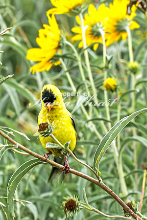 Goldfinch 8 - August 27, 2024 - Casey Jones State Trail Minnesota