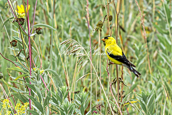 Goldfinch 9 - August 27, 2024 - Casey Jones State Trail Minnesota